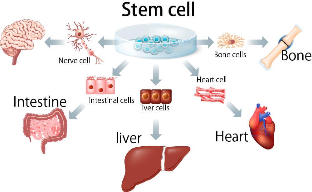 Stem Cell – Exosomes